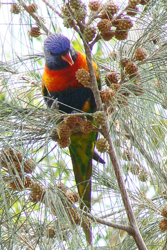 Loriquet à tête bleue P1130597.jpg