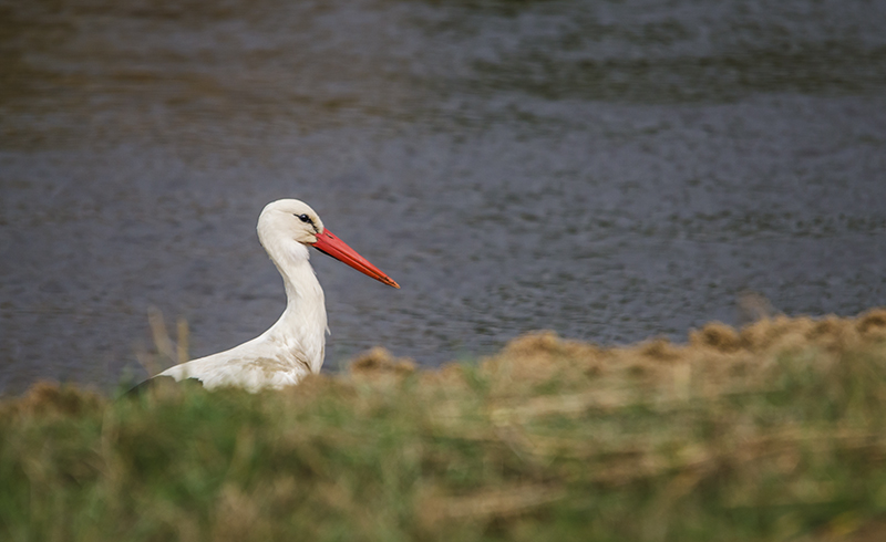 portrait cigogne le Teich.jpg