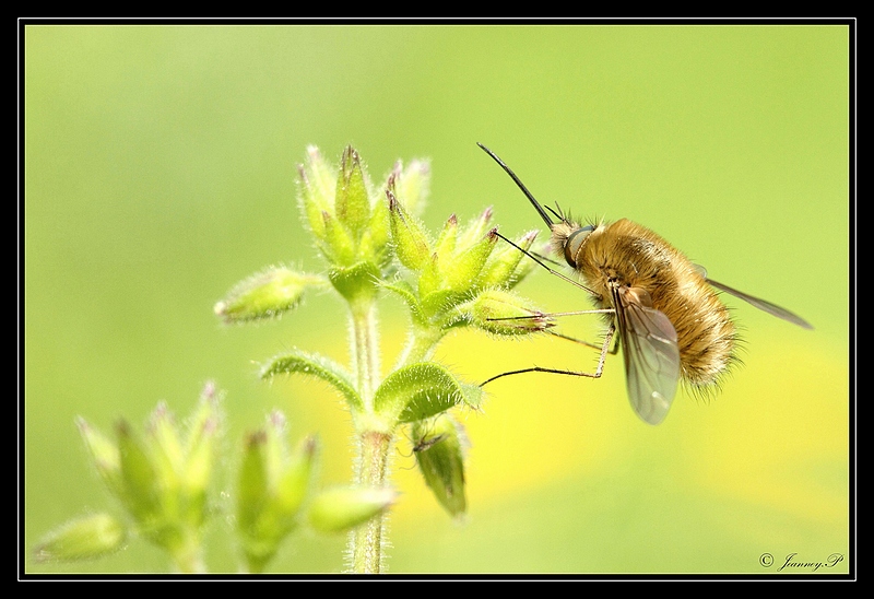 Bombyle_05.05.13_© Jeanney Patrice-0015.JPG