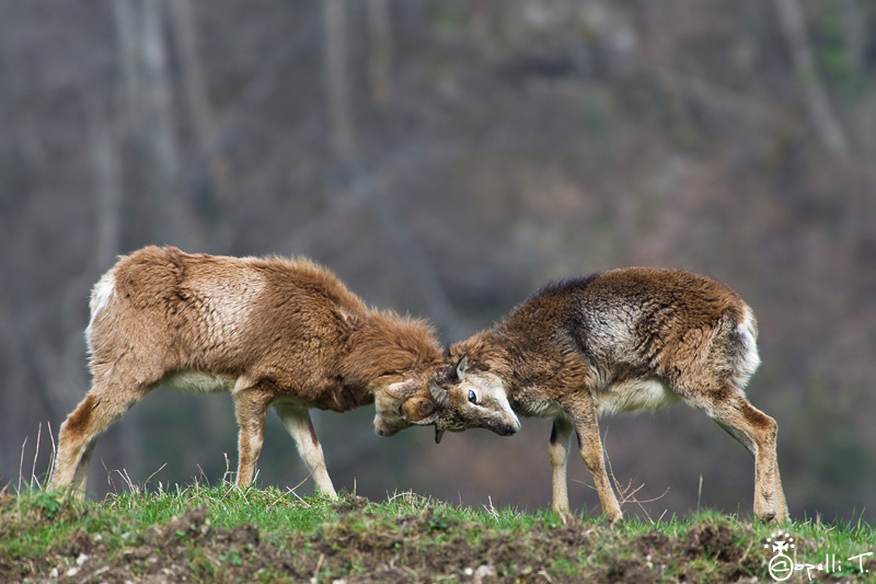 2-mouflons_chartreuse.jpg