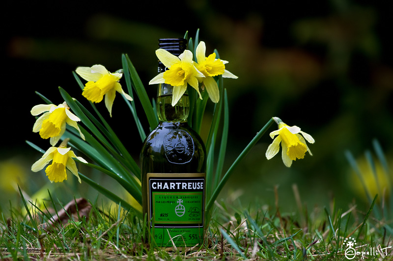 3-chartreuse_jonquilles.jpg