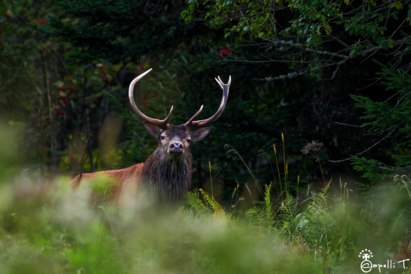 7-cerf_chartreuse_brame.jpg