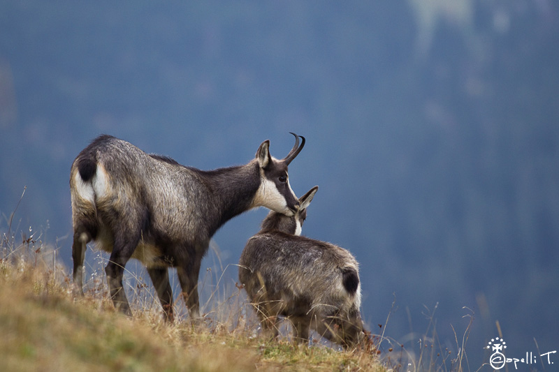 12-chamois_chartreuse_calin.jpg