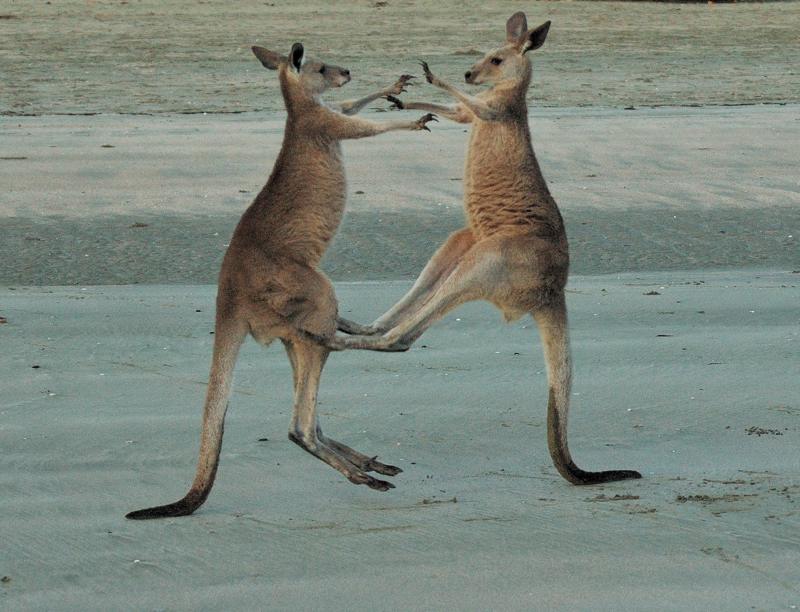 Macropus giganteus juv 024 Australie_Olioso.jpg