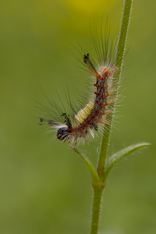 Orgyia antiqua2.jpg