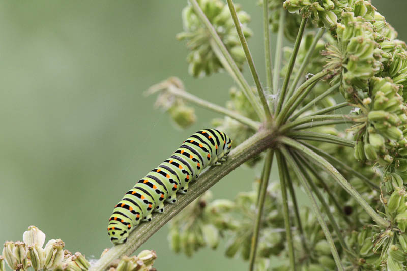 machaon chenille IMG_5370_.jpg