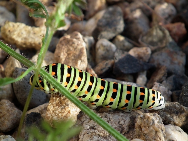 Machaon (800x600) (640x480).jpg