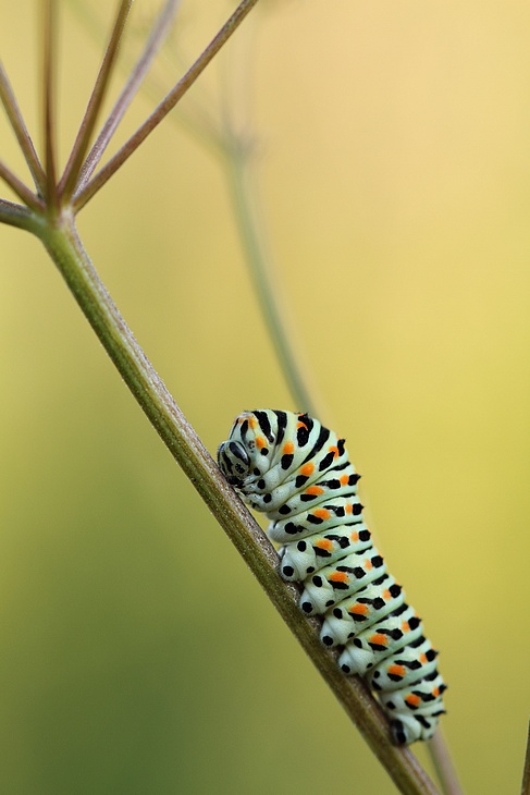 chenille de machaon.JPG