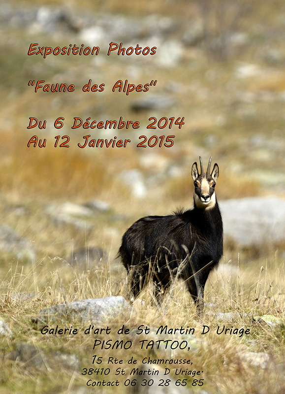 chamois-nov2014_74-petite.jpg