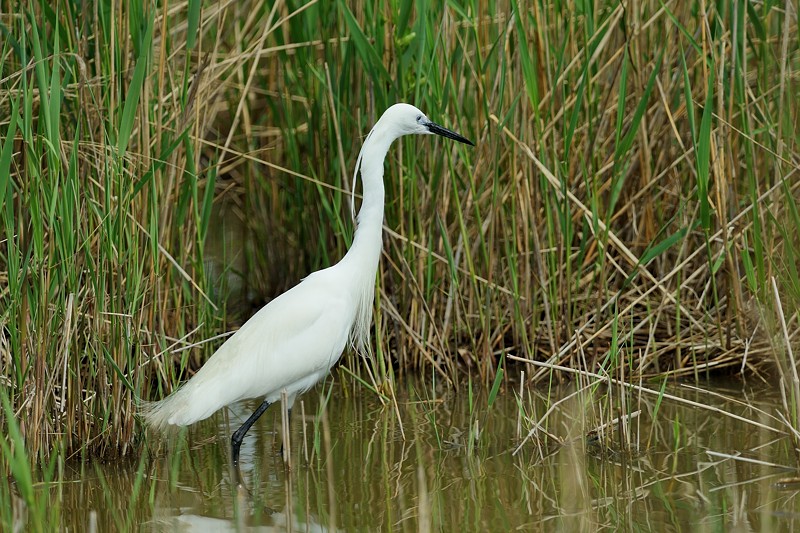 aigrette garzette 2.jpg