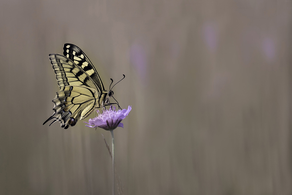 _DSC0692 machaon site.jpg