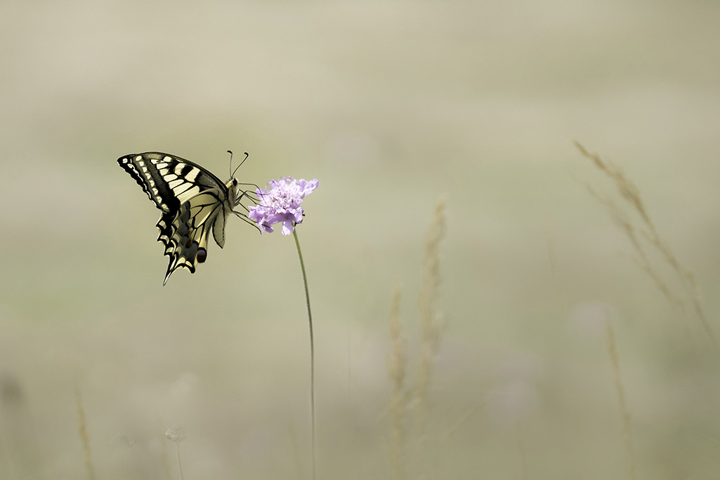 _DSC1330machaon site.jpg