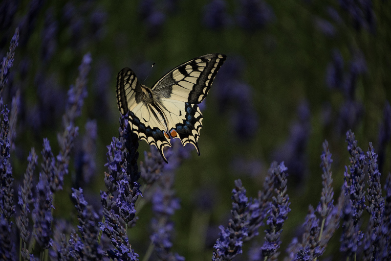 2-Machaon-en-vol.jpg