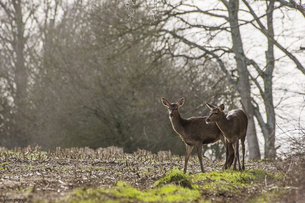 biche couchée-3.jpg