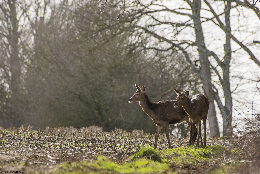 biche couchée-2.jpg