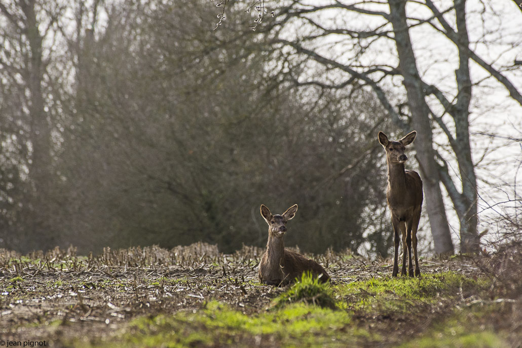 biche couchée.jpg