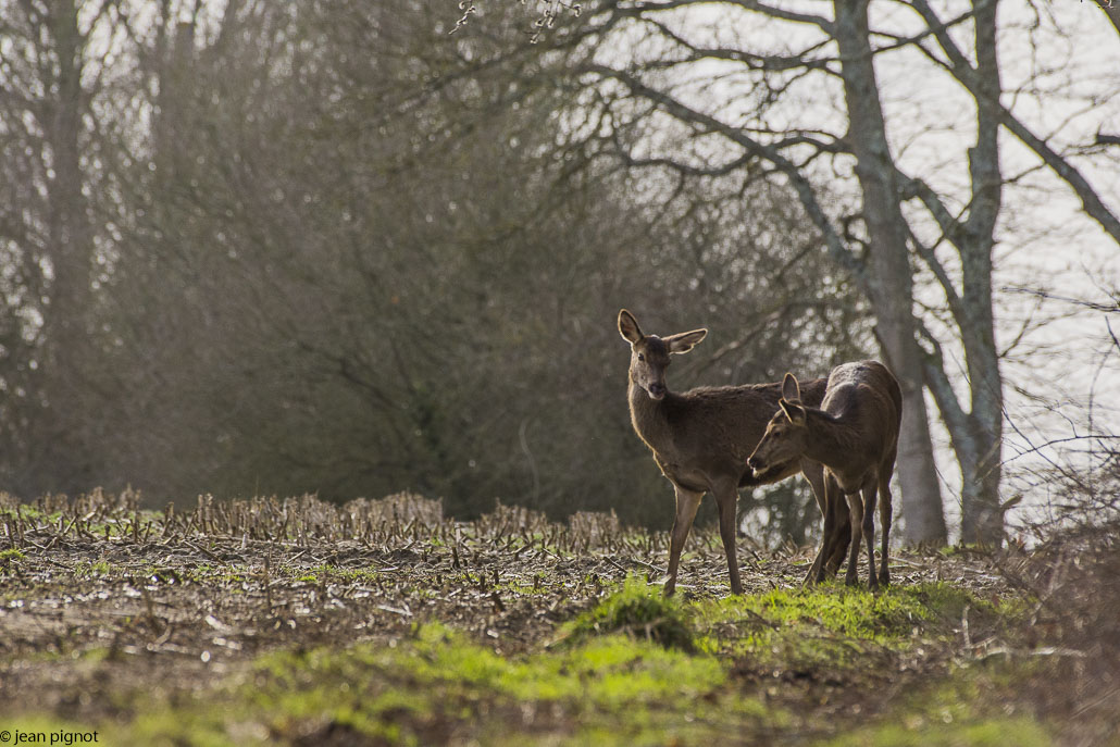 biche couchée-4.jpg