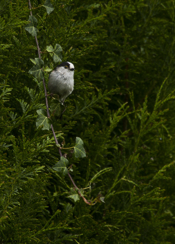 mesange a longue queue-5.JPG