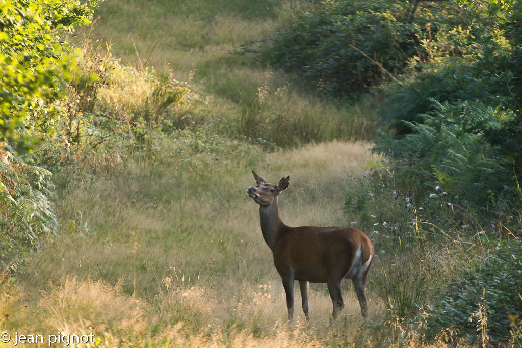 biche mirador2017-2.jpg