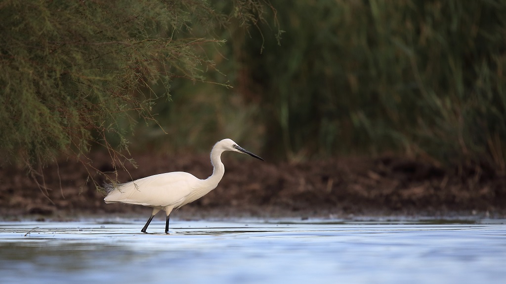 33 Aigrette garzette.jpg