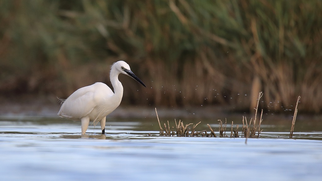 34 Aigrette garzette.jpg