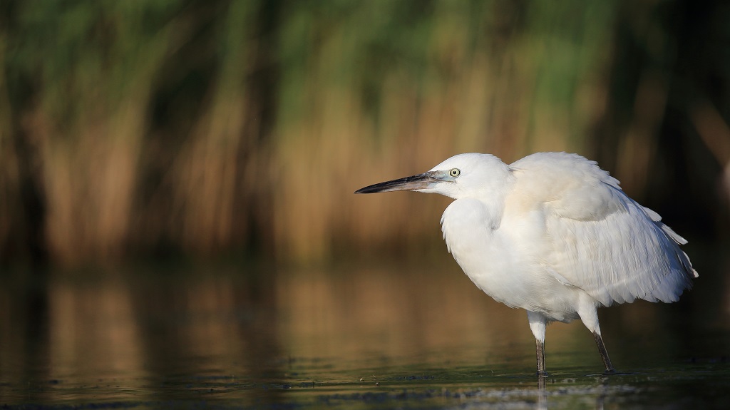 35 Aigrette garzette.jpg