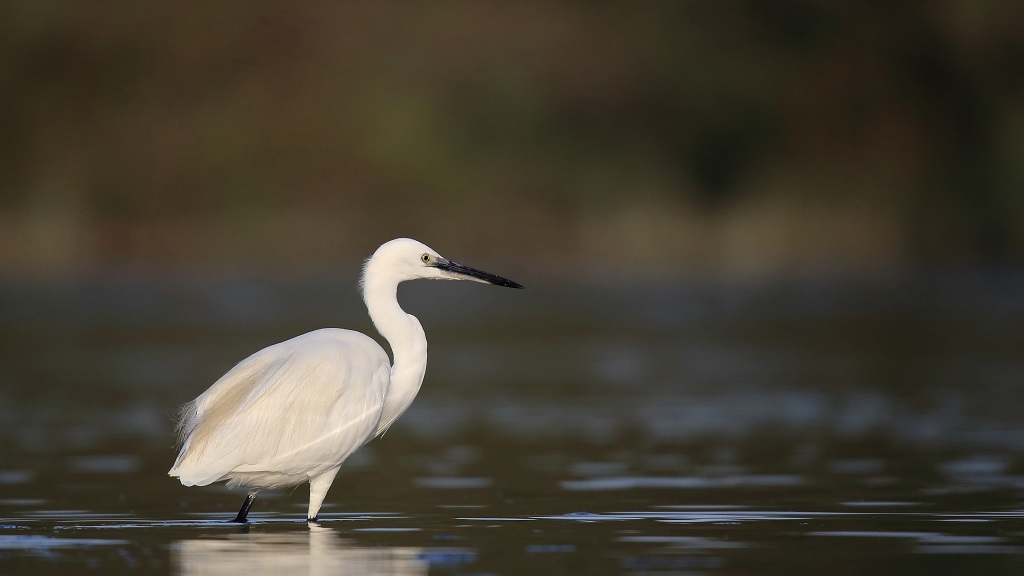 36 Aigrette garzette.jpg