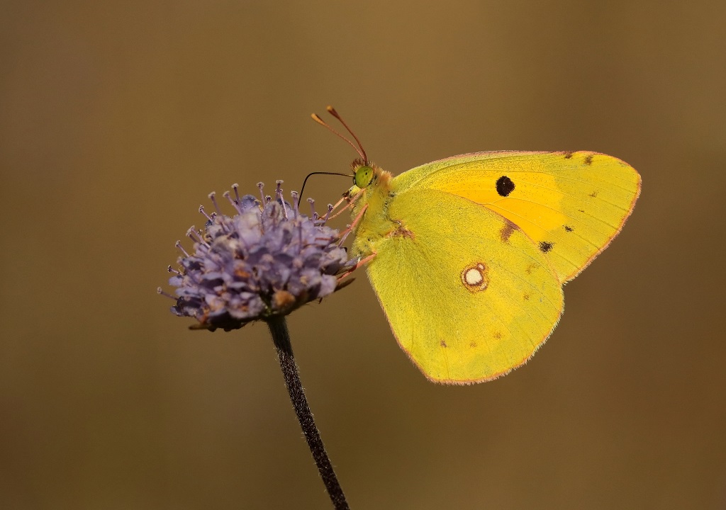 29 IMG_COLIAS.JPG