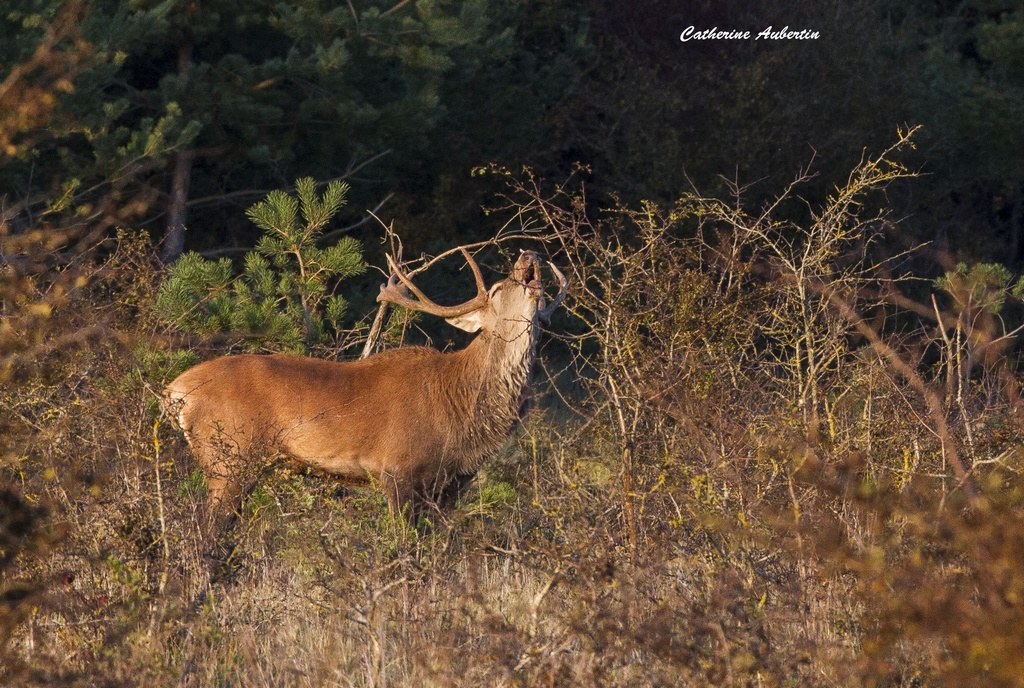 IMG_8703 cerf bramant XX.JPG