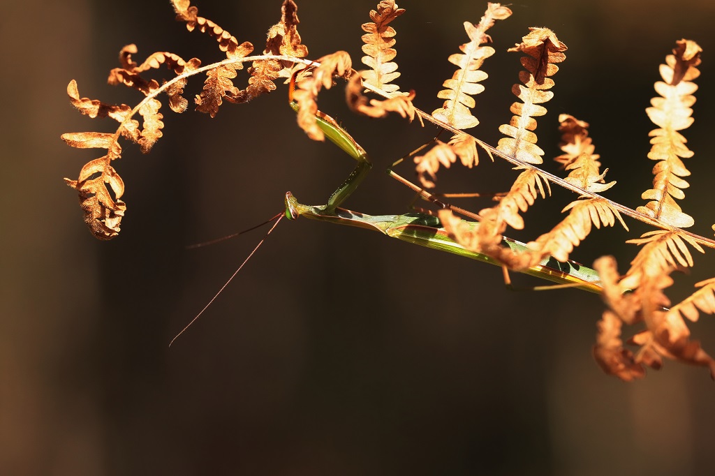 20 IMG_MANTIS.JPG