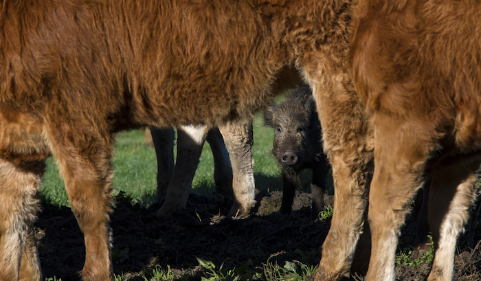 Sanglier Vaches 2017-10-14 04.JPG