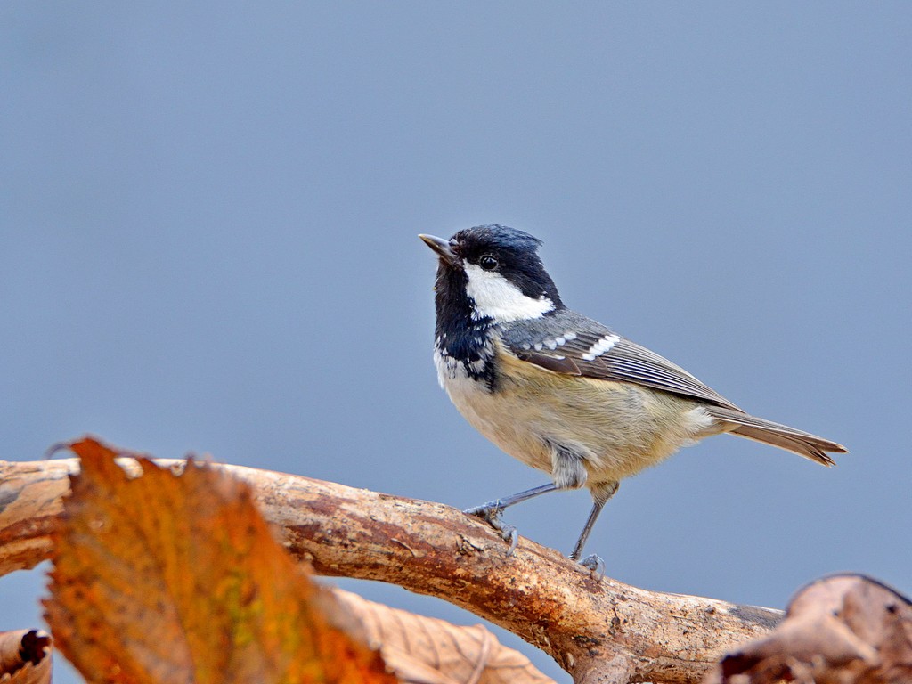 Mésange noire 1.jpg