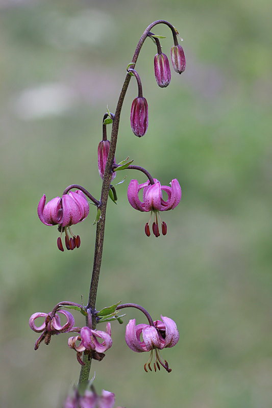 Lilium martagon 10 IN.jpg