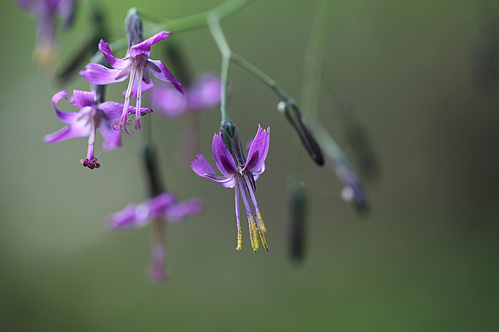 Prenanthes purpurea 3 IN.jpg