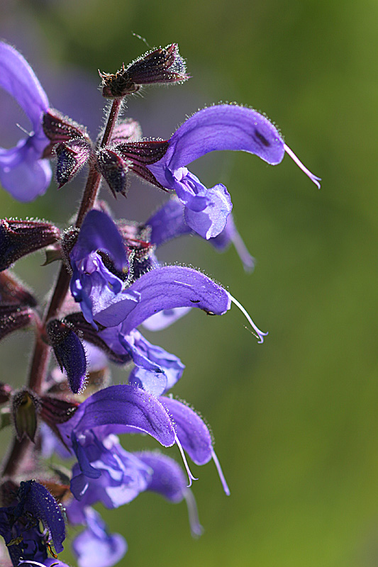 Salvia pratensis (Sauge des prés ) 2 IN.jpg