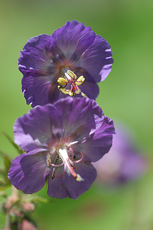 Geranium phaeum 4 IN.jpg