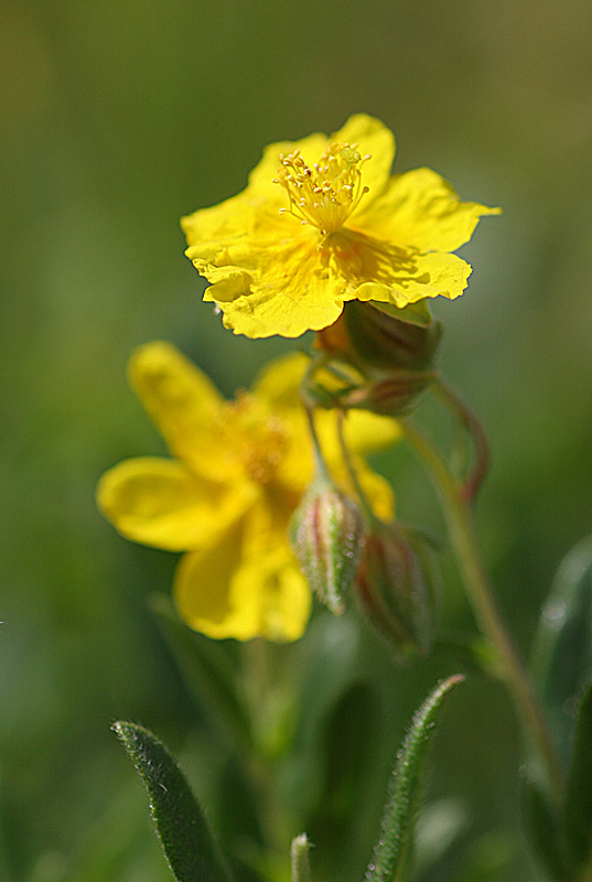 Hèlianthème des Alpes ( Helianthemum alpinus ) 5 IN.jpg