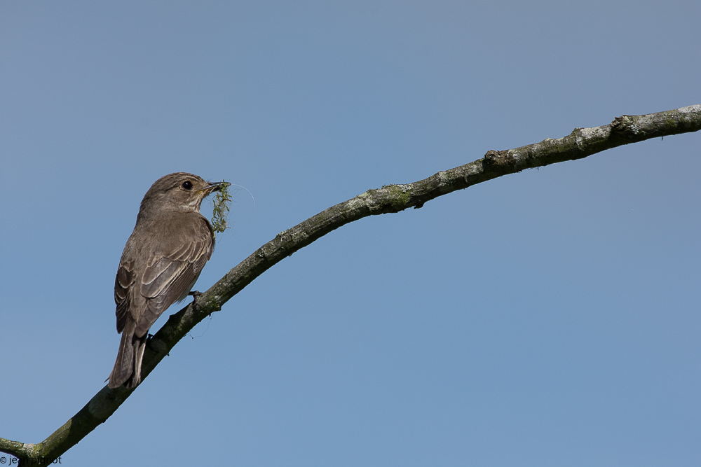 gobe mouche gris au nid  05 2018-2.jpg