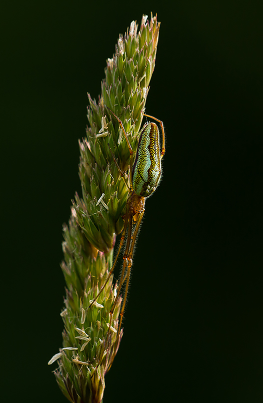 araignée-verte-1.jpg