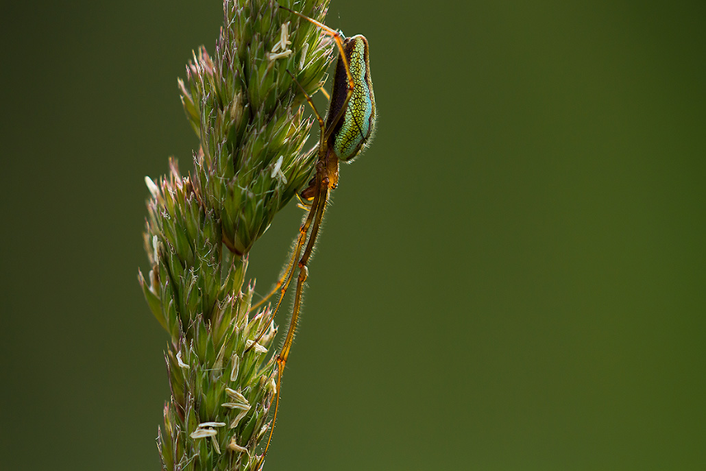 araignée-verte-2.jpg