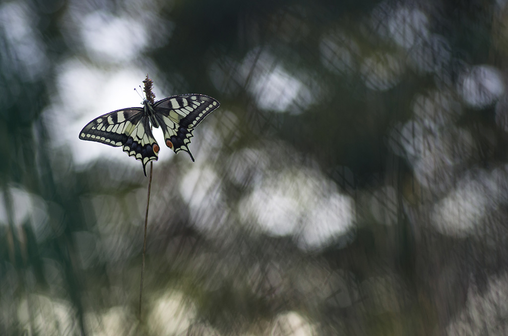 image et nature pap3.jpg