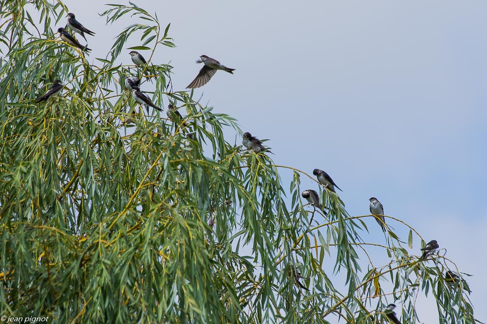 oiseaux pres de chez moi 08 2018.jpg