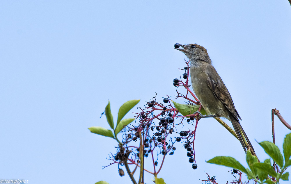 oiseaux pres de chez moi 08 2018-3.jpg