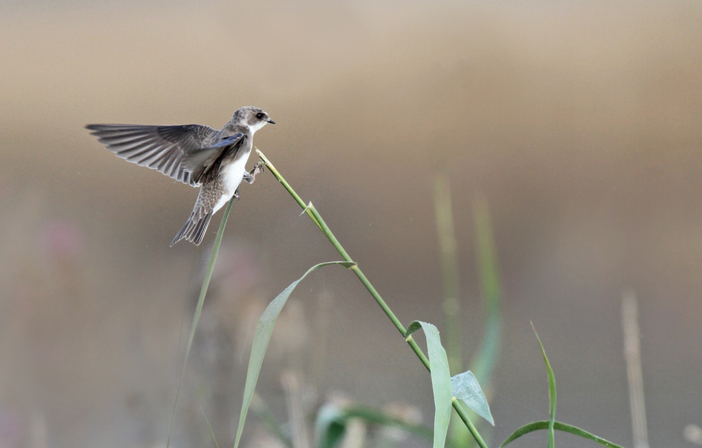 hirondelle  seule b env.jpg