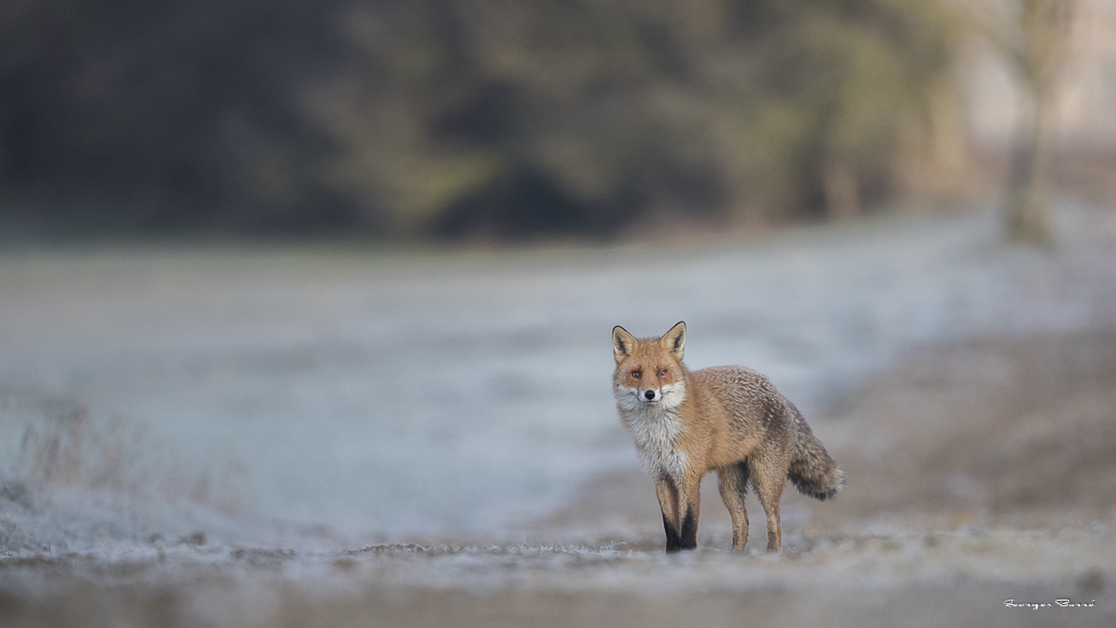 Renard roux (Vulpes vulpes)-168.jpg