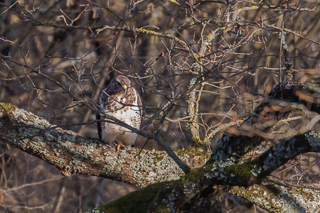 buse variable-1.jpg