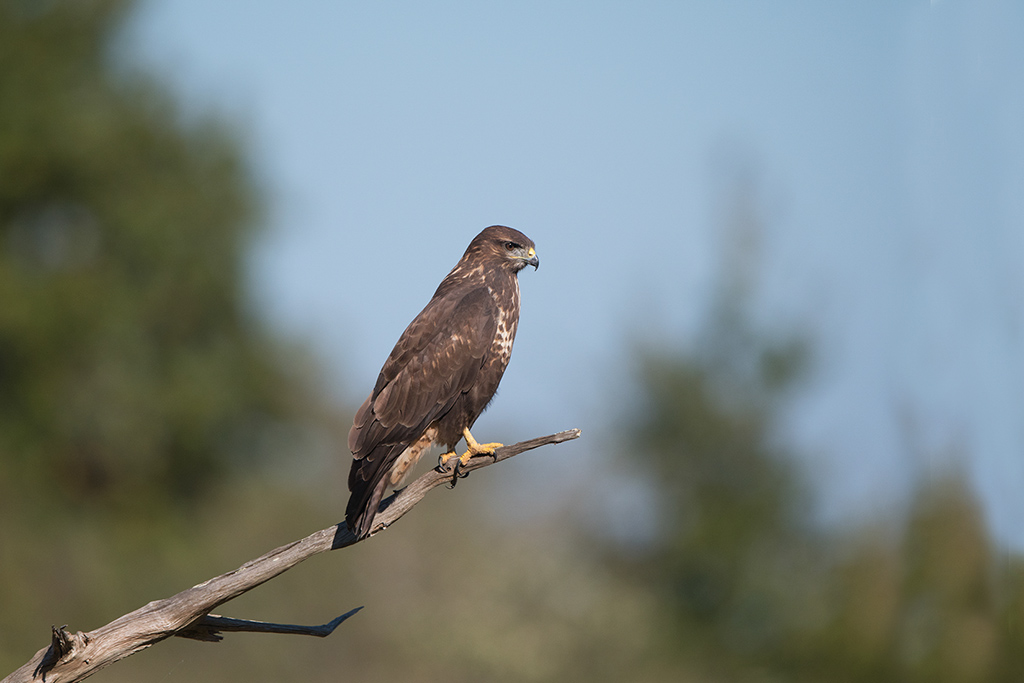 Buse variable 2.jpg