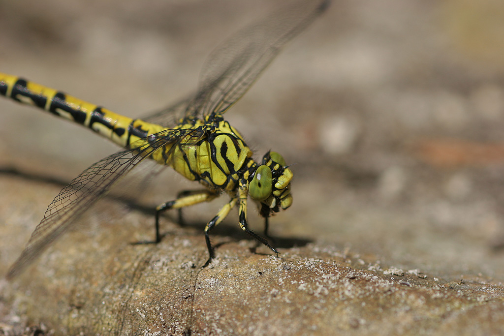 Gomphus  simillimus mâle 3 Jacques Rivière.jpg