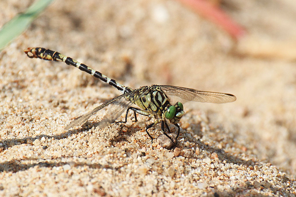 Onychogomphus forcipatus M 2 Jacques Rivière.jpg