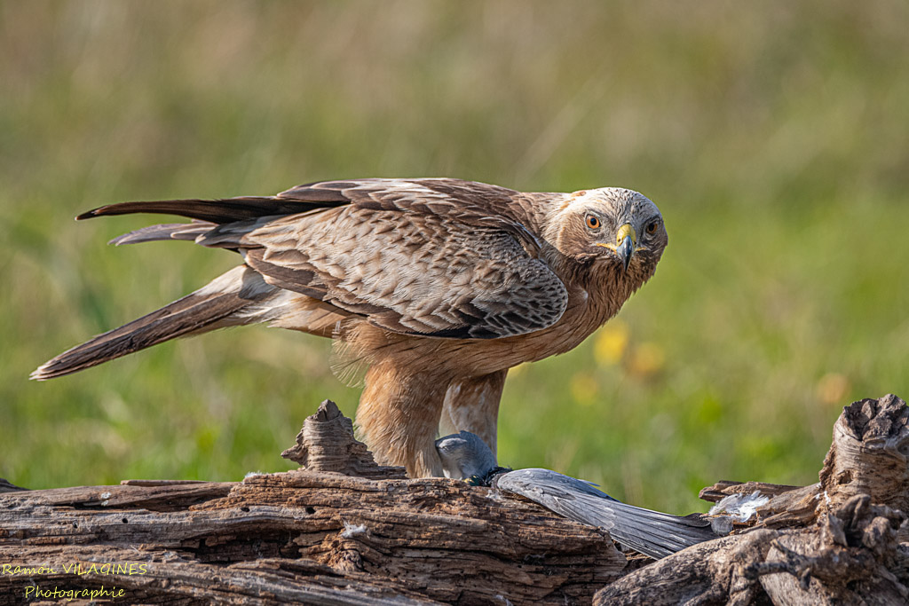 Aigle botté-846-ps.jpg